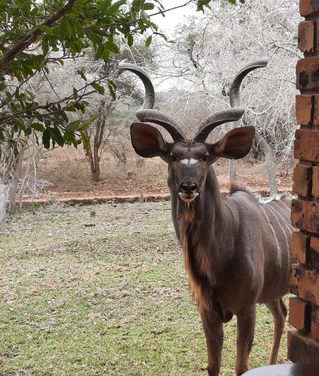 Kruger Riverside Lodge - No Load-Shedding Marloth Park Eksteriør bilde