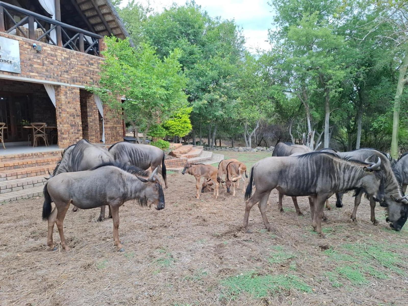 Kruger Riverside Lodge - No Load-Shedding Marloth Park Eksteriør bilde