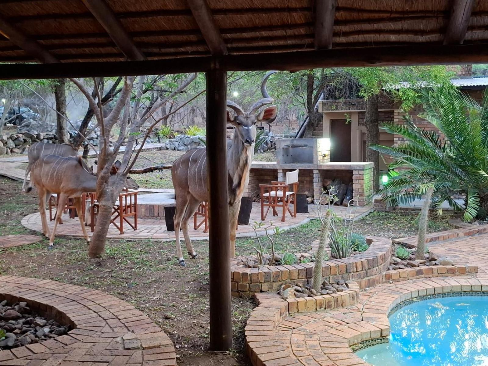 Kruger Riverside Lodge - No Load-Shedding Marloth Park Eksteriør bilde