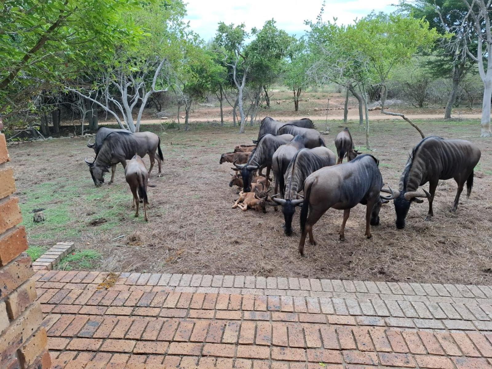 Kruger Riverside Lodge - No Load-Shedding Marloth Park Eksteriør bilde