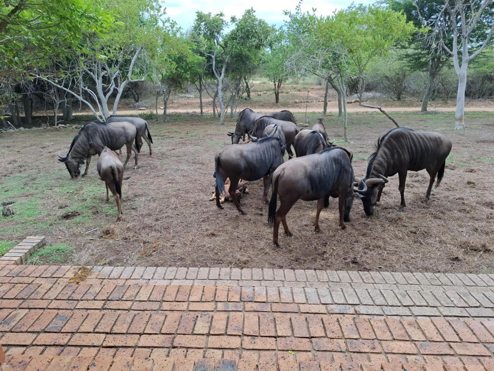 Kruger Riverside Lodge - No Load-Shedding Marloth Park Eksteriør bilde