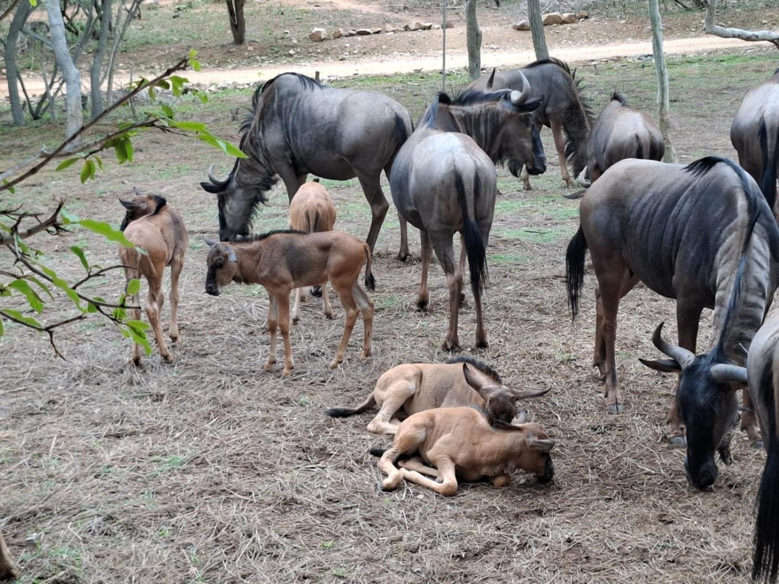 Kruger Riverside Lodge - No Load-Shedding Marloth Park Eksteriør bilde