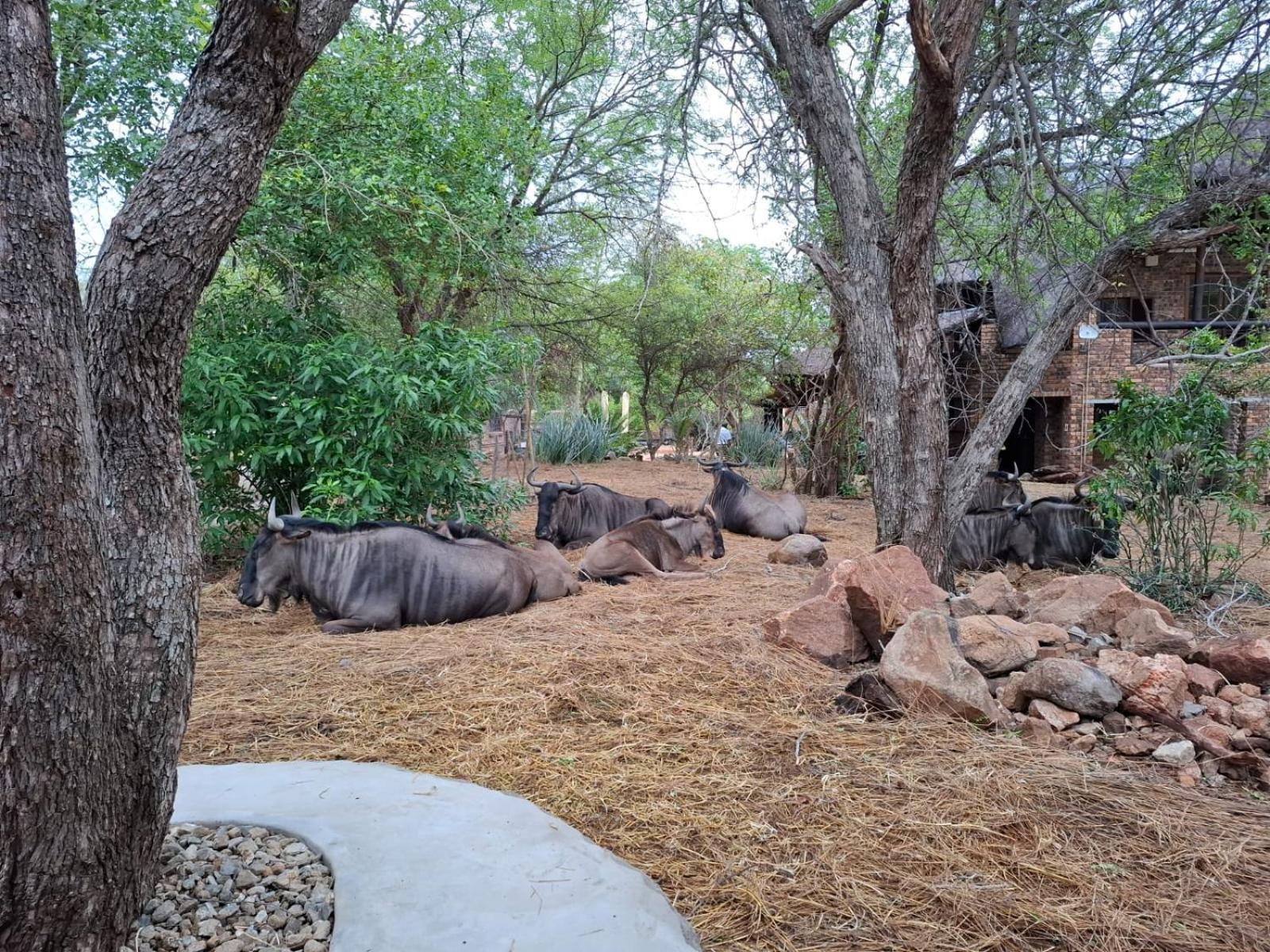 Kruger Riverside Lodge - No Load-Shedding Marloth Park Eksteriør bilde
