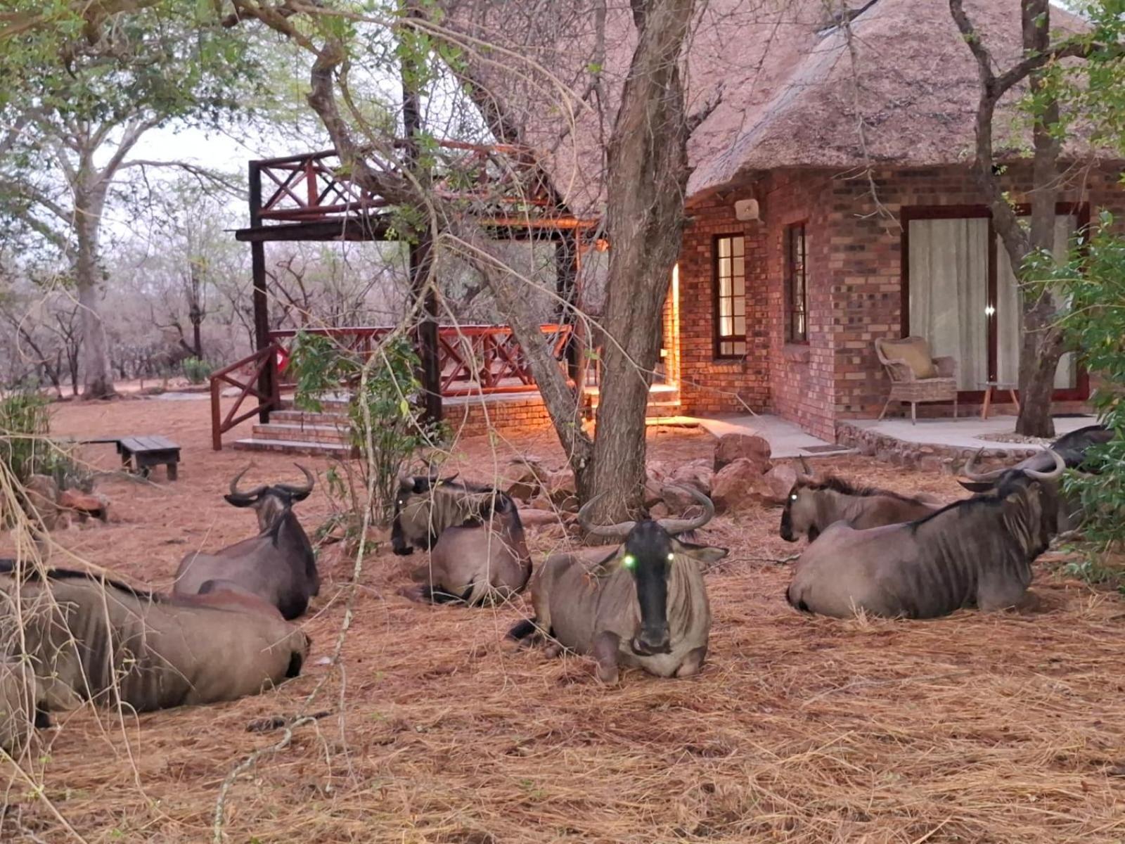 Kruger Riverside Lodge - No Load-Shedding Marloth Park Eksteriør bilde