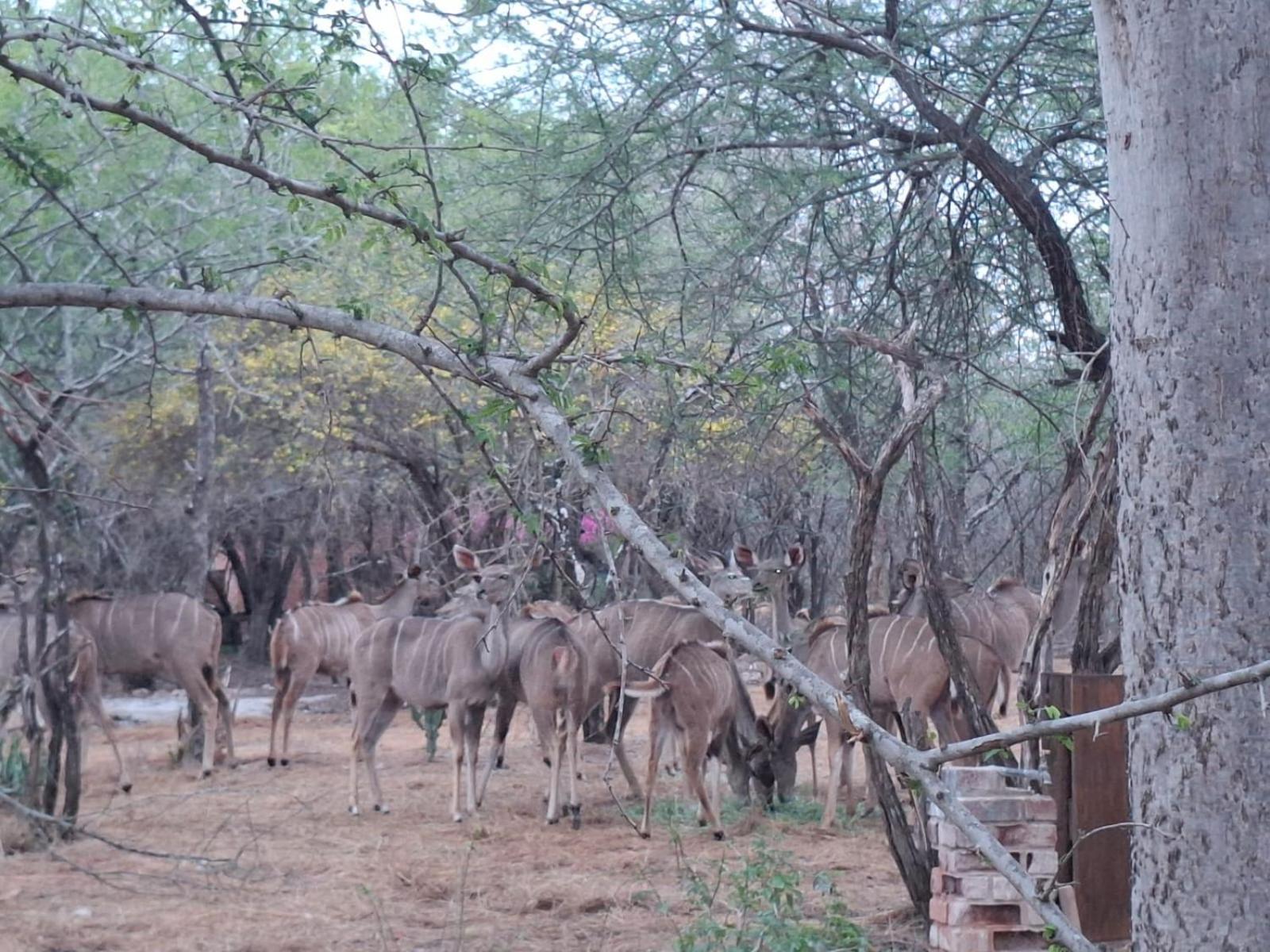 Kruger Riverside Lodge - No Load-Shedding Marloth Park Eksteriør bilde