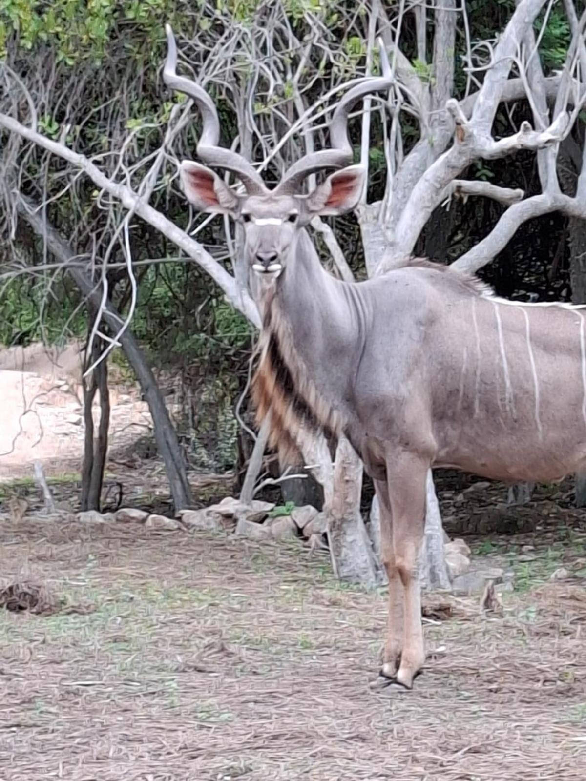 Kruger Riverside Lodge - No Load-Shedding Marloth Park Eksteriør bilde