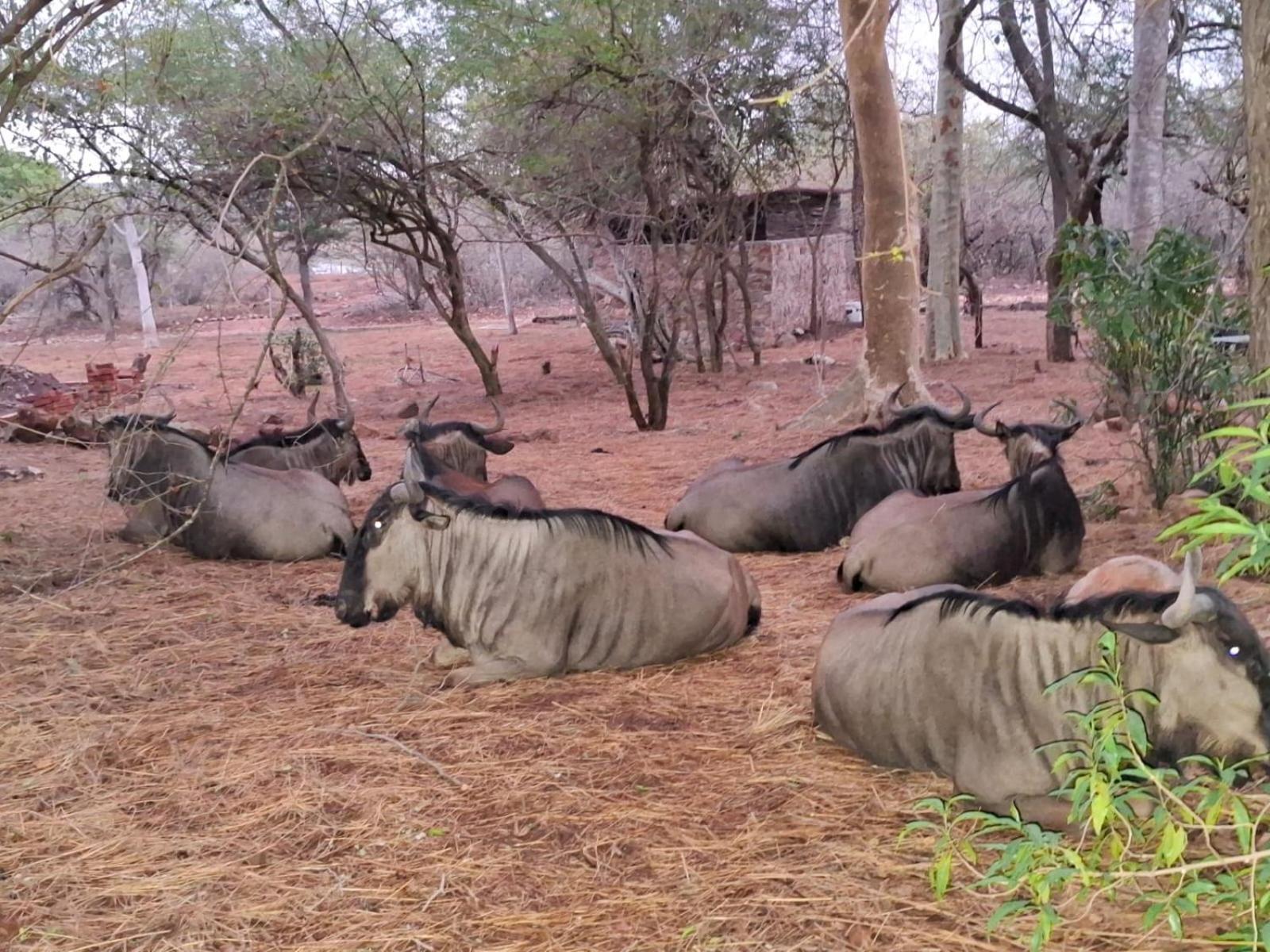 Kruger Riverside Lodge - No Load-Shedding Marloth Park Eksteriør bilde