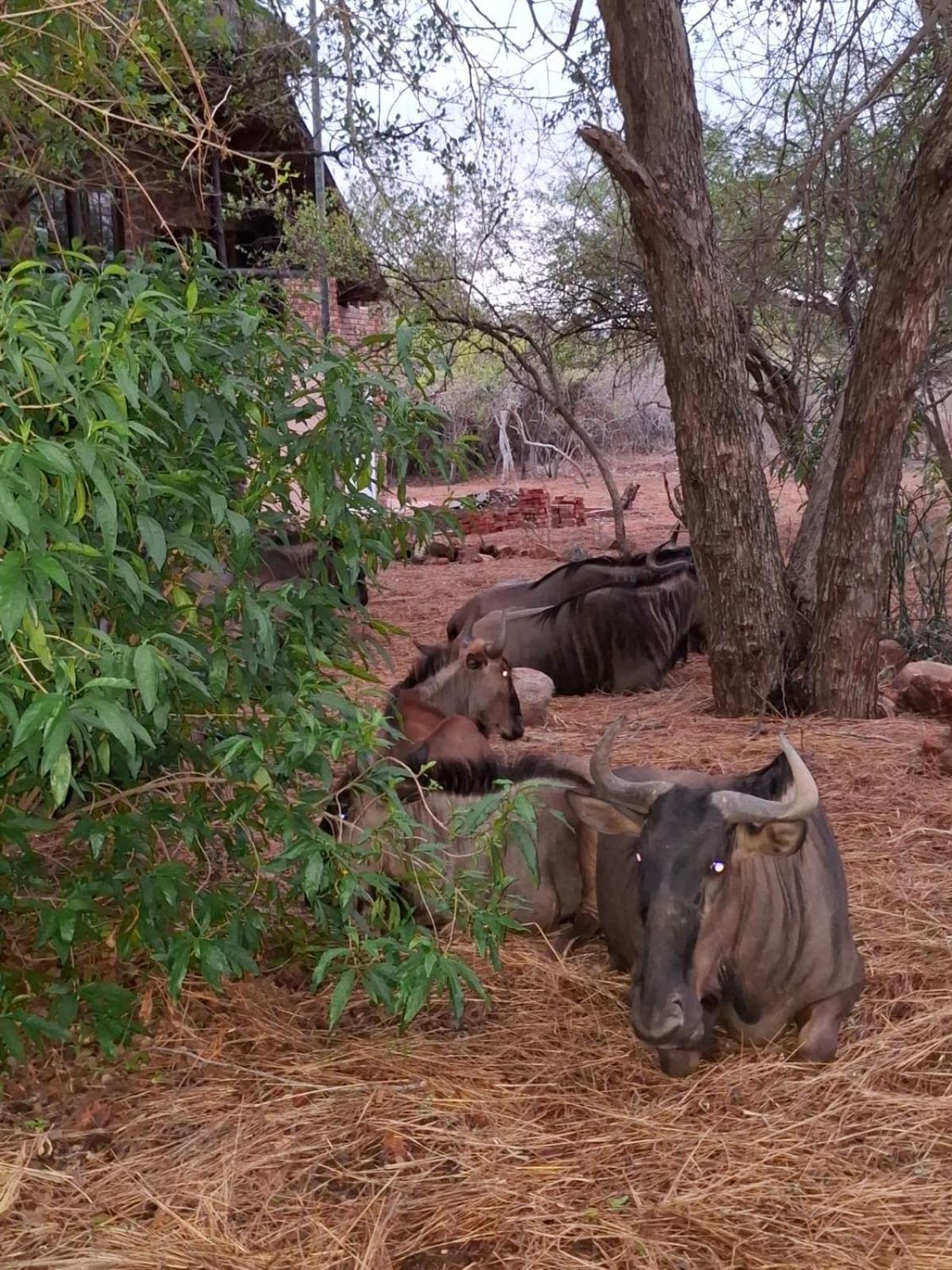 Kruger Riverside Lodge - No Load-Shedding Marloth Park Eksteriør bilde