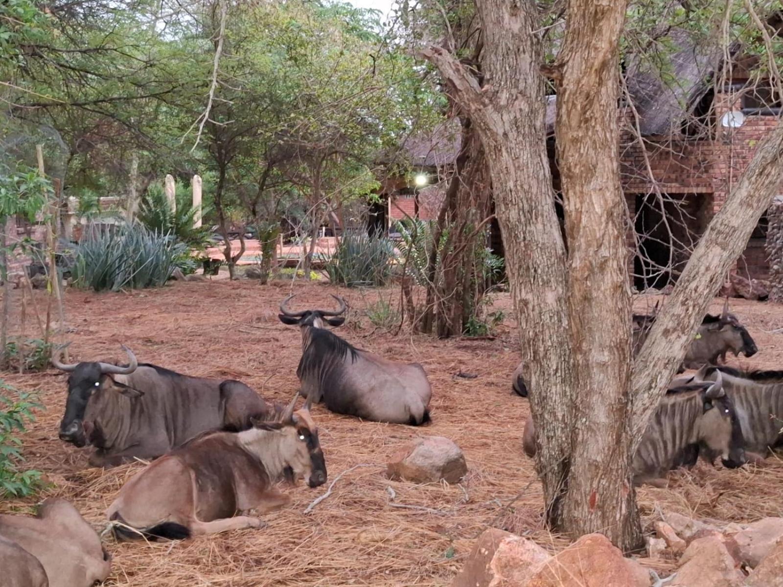 Kruger Riverside Lodge - No Load-Shedding Marloth Park Eksteriør bilde